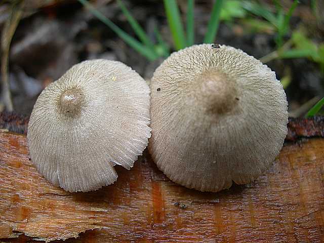 Volvariella spec.